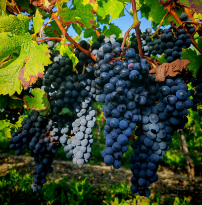 Vente directe vin Pineau Cognac jus de raisin Charente