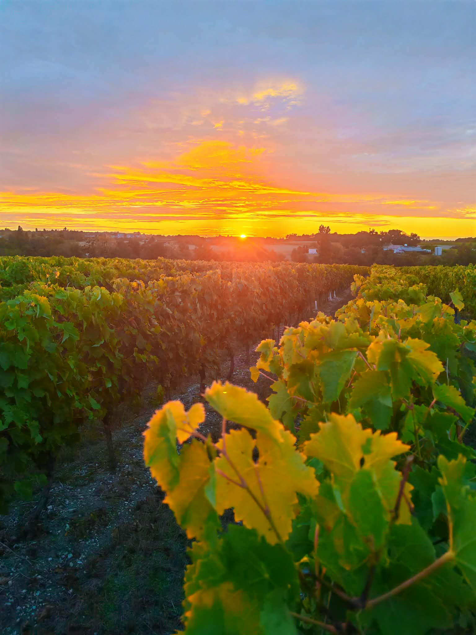 Vignoble producteur Pineau Cognac et vin
